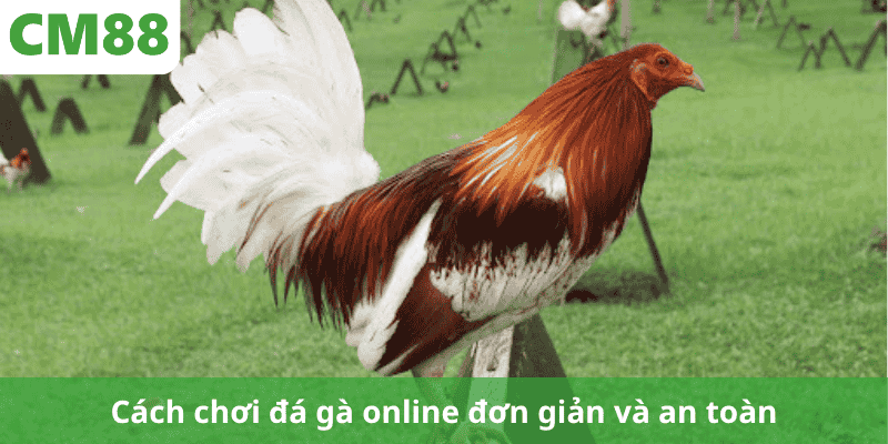 Cách chơi đá gà online đơn giản và an toàn